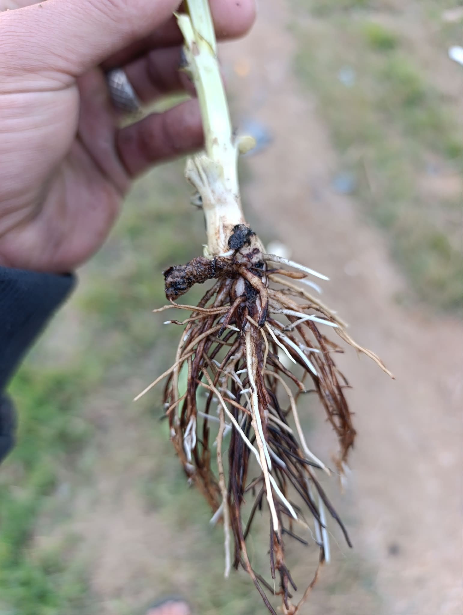 الفول عمر٥٠يوم جزء الارض ده غرق ميه من الجار وبقه الجذر بالشكل ده وبه صفار له علاج وهل الجذر مصاب